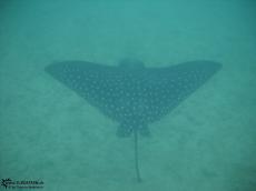 Eagle Ray - Underwater Galapagos 2010 -DSCN5706